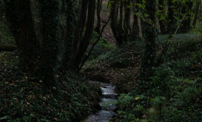 Woodland at Merthyr Mawr